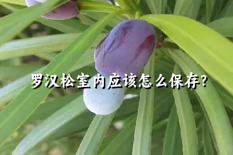 罗汉松室内应该怎么保存？