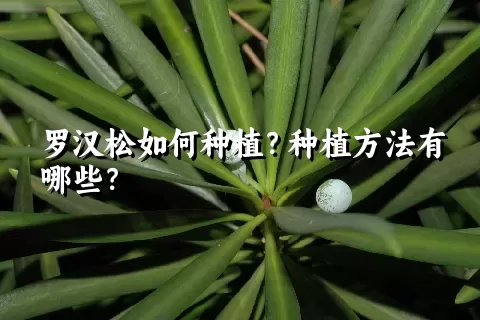 罗汉松如何种植？种植方法有哪些？