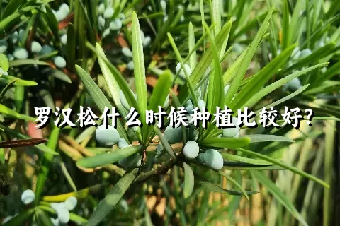 罗汉松什么时候种植比较好？