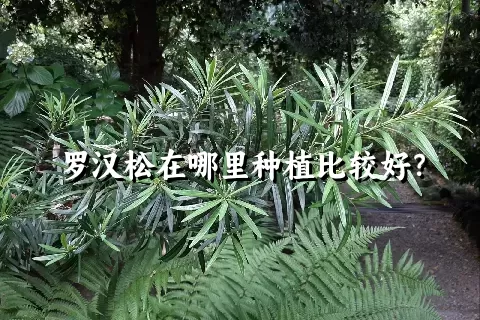 罗汉松在哪里种植比较好？