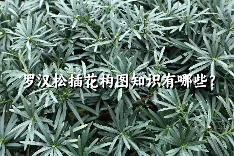 罗汉松插花构图知识有哪些？