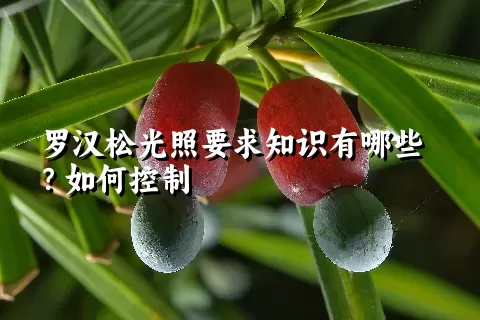 罗汉松光照要求知识有哪些？如何控制