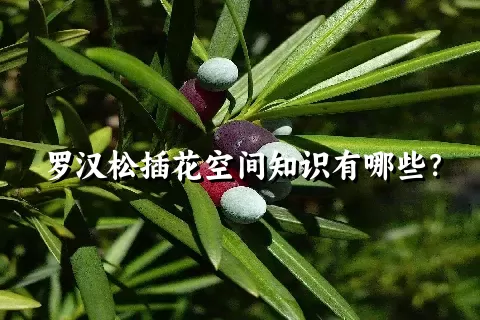 罗汉松插花空间知识有哪些？