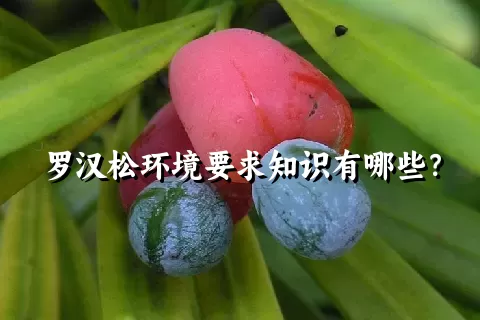 罗汉松环境要求知识有哪些？