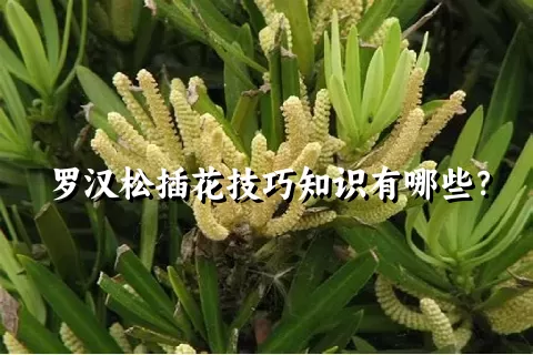 罗汉松插花技巧知识有哪些？