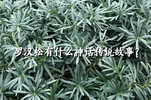 罗汉松有什么神话传说故事？