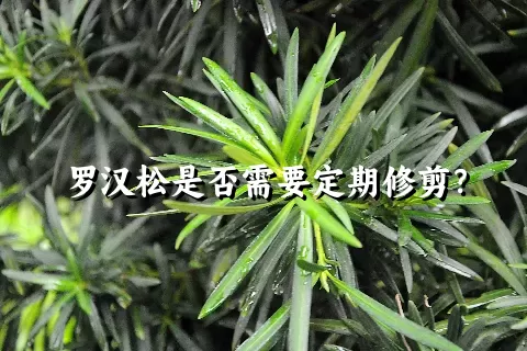 罗汉松是否需要定期修剪？