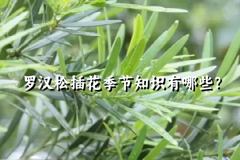 罗汉松插花季节知识有哪些？