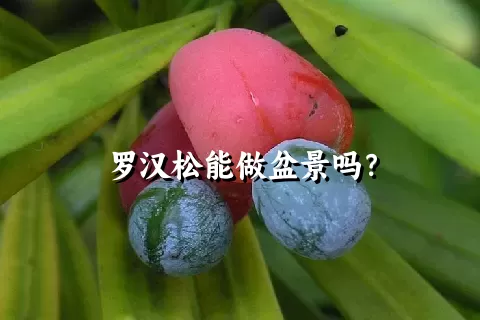 罗汉松能做盆景吗？