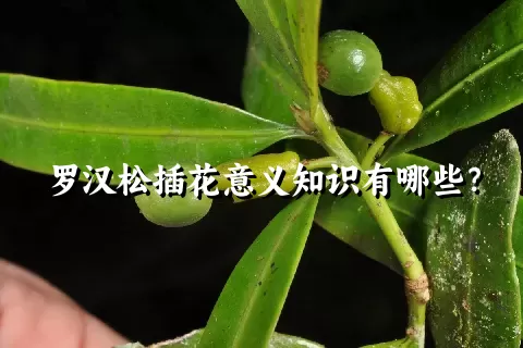 罗汉松插花意义知识有哪些？