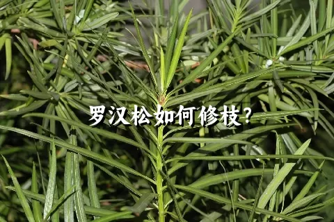 罗汉松如何修枝？