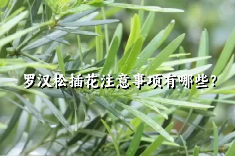 罗汉松插花注意事项有哪些？