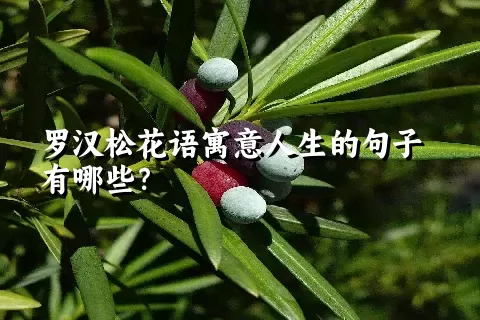 罗汉松花语寓意人生的句子有哪些？