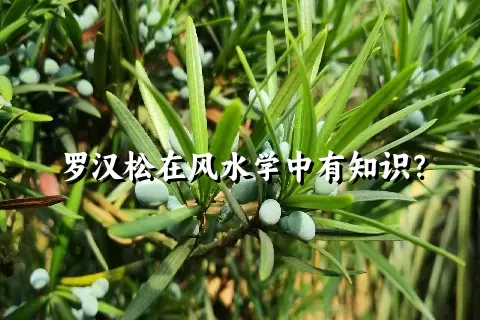 罗汉松在风水学中有知识？