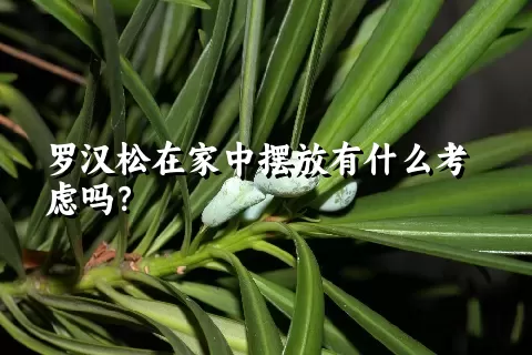 罗汉松在家中摆放有什么考虑吗？