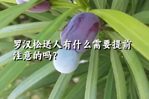 罗汉松送人有什么需要提前注意的吗？