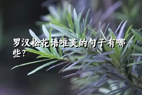 罗汉松花语唯美的句子有哪些？