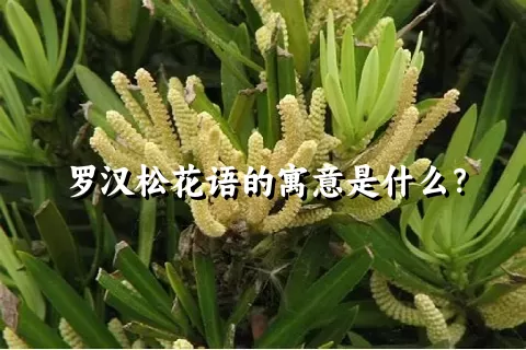 罗汉松花语的寓意是什么？