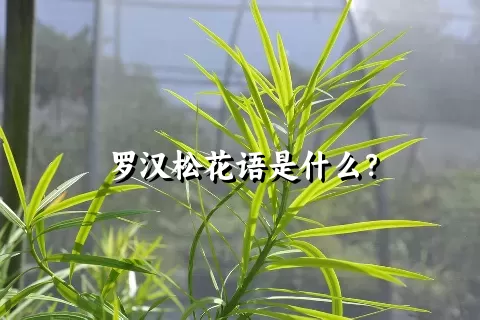 罗汉松花语是什么？