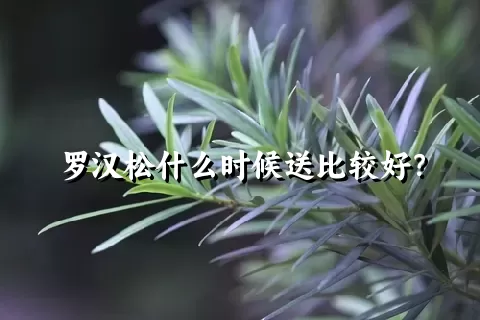 罗汉松什么时候送比较好？