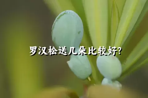 罗汉松送几朵比较好？