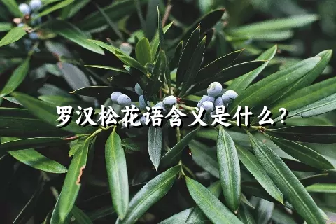 罗汉松花语含义是什么？