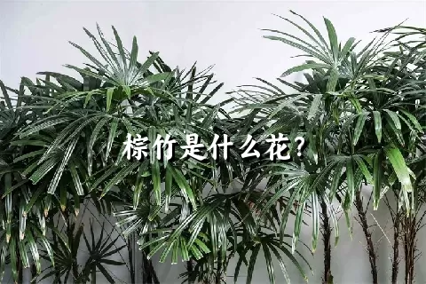 棕竹是什么花？