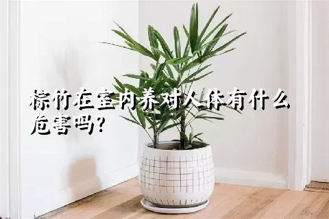 棕竹在室内养对人体有什么危害吗？