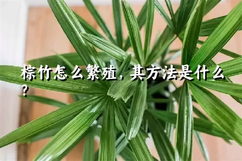 棕竹怎么繁殖，其方法是什么？