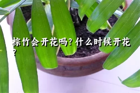 棕竹会开花吗？什么时候开花？