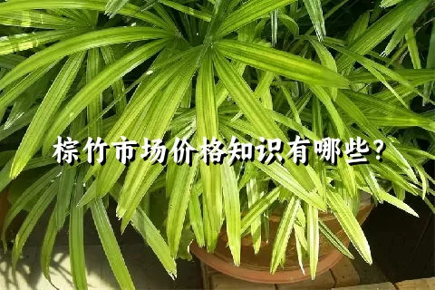 棕竹市场价格知识有哪些？