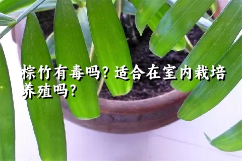 棕竹有毒吗？适合在室内栽培养殖吗？