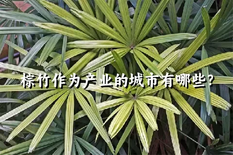 棕竹作为产业的城市有哪些？