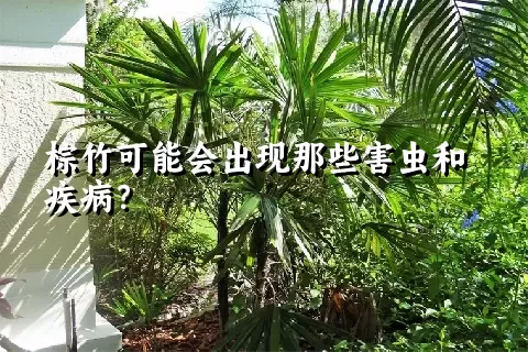 棕竹可能会出现那些害虫和疾病？