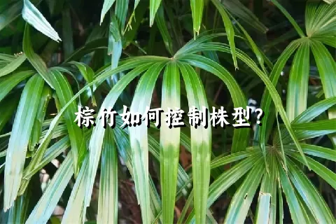 棕竹如何控制株型？