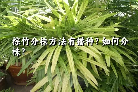 棕竹分株方法有播种？如何分株？