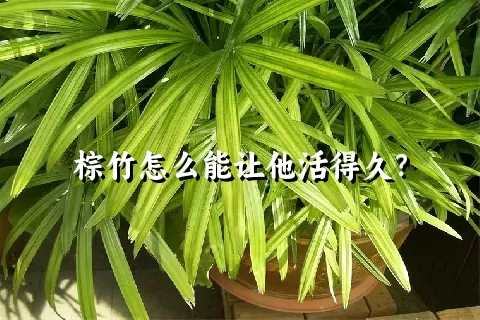 棕竹怎么能让他活得久？