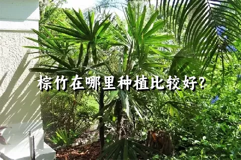 棕竹在哪里种植比较好？