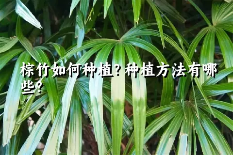 棕竹如何种植？种植方法有哪些？