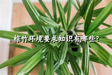 棕竹环境要求知识有哪些？