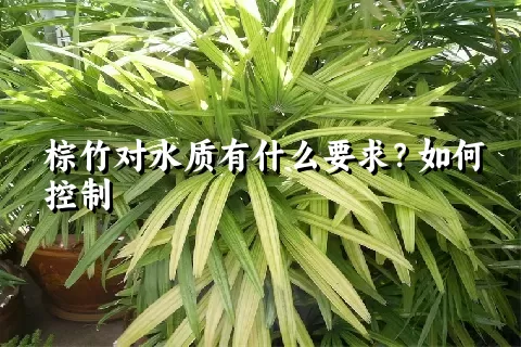 棕竹对水质有什么要求？如何控制