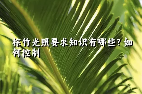 棕竹光照要求知识有哪些？如何控制