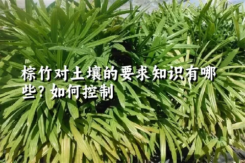 棕竹对土壤的要求知识有哪些？如何控制