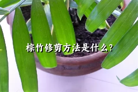 棕竹修剪方法是什么？