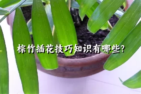 棕竹插花技巧知识有哪些？