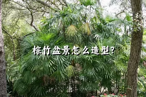 棕竹盆景怎么造型？