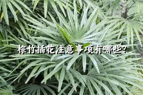 棕竹插花注意事项有哪些？