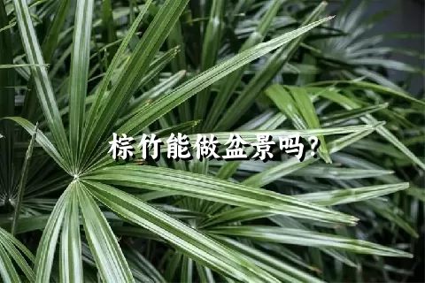 棕竹能做盆景吗？