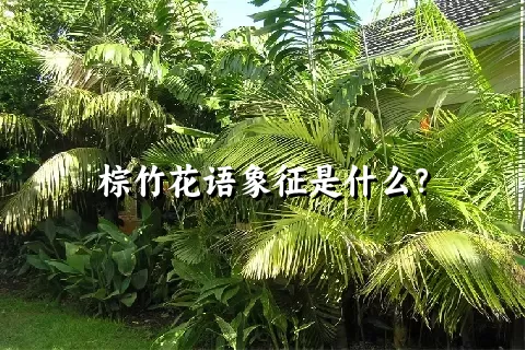 棕竹花语象征是什么？