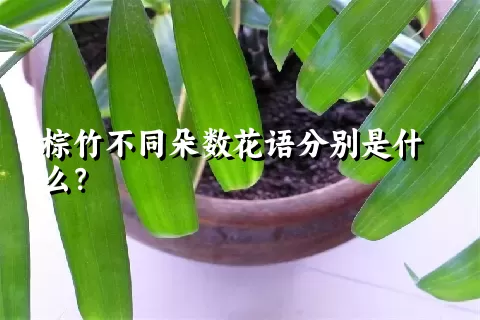 棕竹不同朵数花语分别是什么？